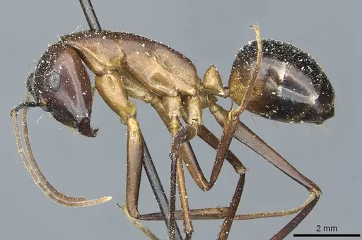 Camponotus posticus specimen CASENT0912017 image casent0912017_3