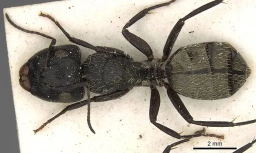 Camponotus postoculatus specimen CASENT0906876 image casent0906876_1