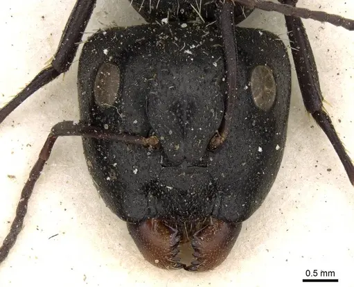 Camponotus postoculatus specimen CASENT0906876 image casent0906876_2