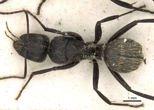 Camponotus postoculatus specimen CASENT0906877 image casent0906877_1