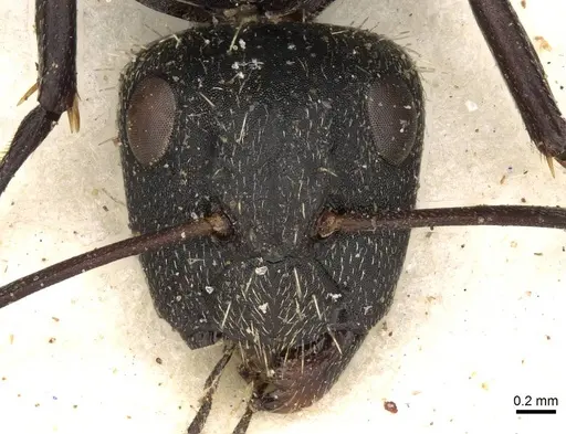 Camponotus postoculatus specimen CASENT0906877 image casent0906877_2