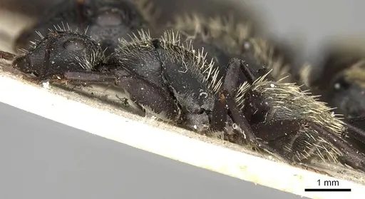 Camponotus postoculatus specimen CASENT0906877 image casent0906877_3