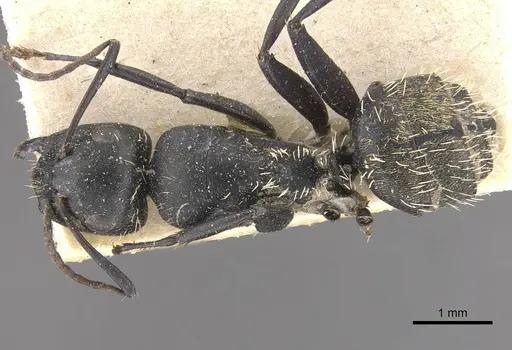 Camponotus postoculatus specimen CASENT0910496 image casent0910496_1