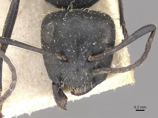 Camponotus postoculatus specimen CASENT0910496 image casent0910496_2