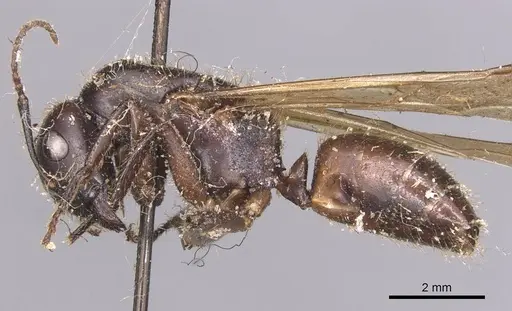 Camponotus pressipes specimen CASENT0905439 image casent0905439_3