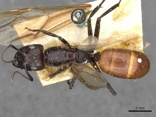 Camponotus pressipes specimen CASENT0910507 image casent0910507_1