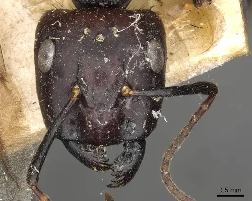 Camponotus pressipes specimen CASENT0910507 image casent0910507_2