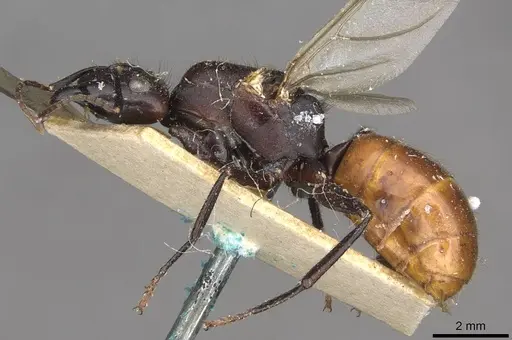 Camponotus pressipes specimen CASENT0910507 image casent0910507_3