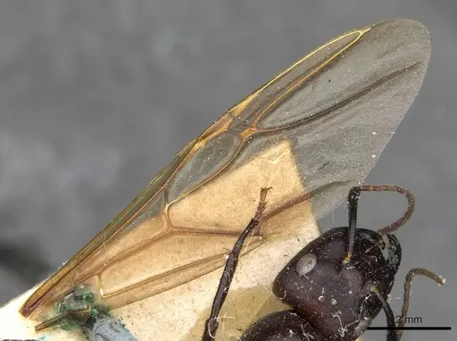 Camponotus pressipes specimen CASENT0910507 image casent0910507_4