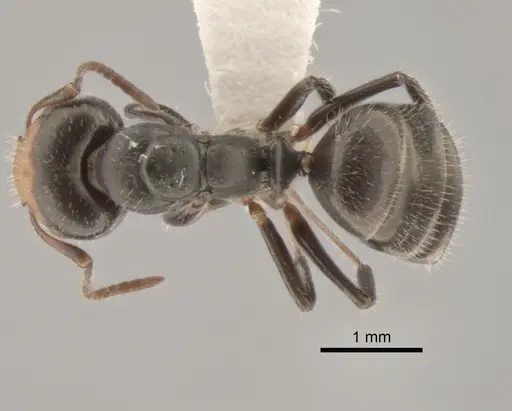 Camponotus propinquellus specimen CASENT0882304 image casent0882304_1
