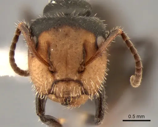 Camponotus propinquellus specimen CASENT0882304 image casent0882304_2