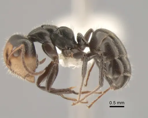 Camponotus propinquellus specimen CASENT0882304 image casent0882304_3