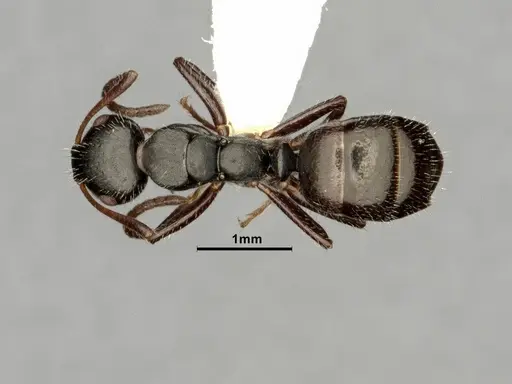 Camponotus propinquellus specimen CASENT0884449 image casent0884449_1
