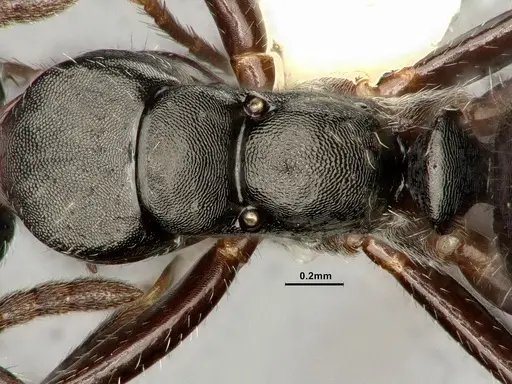Camponotus propinquellus specimen CASENT0884449 image casent0884449_2