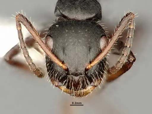 Camponotus propinquellus specimen CASENT0884449 image casent0884449_3