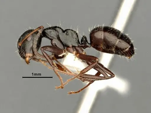 Camponotus propinquellus specimen CASENT0884449 image casent0884449_4