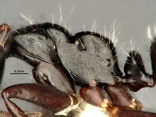 Camponotus propinquellus specimen CASENT0884449 image casent0884449_5