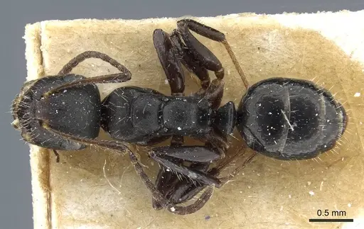 Camponotus propinquellus specimen CASENT0905518 image casent0905518_1