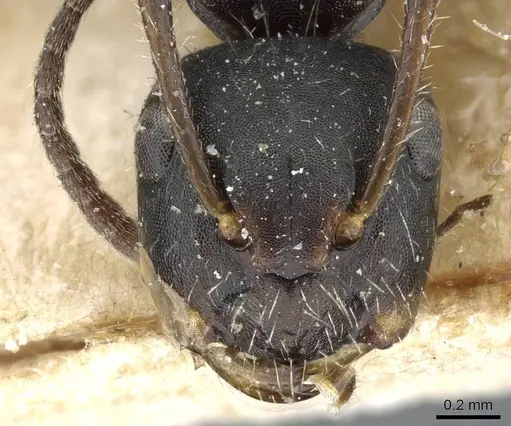 Camponotus propinquellus specimen CASENT0905518 image casent0905518_2