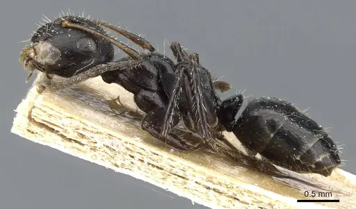 Camponotus propinquellus specimen CASENT0905518 image casent0905518_3