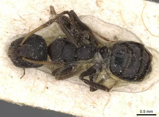 Camponotus propinquellus specimen CASENT0910734 image casent0910734_1