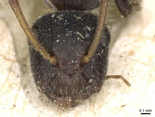 Camponotus propinquellus specimen CASENT0910734 image casent0910734_2