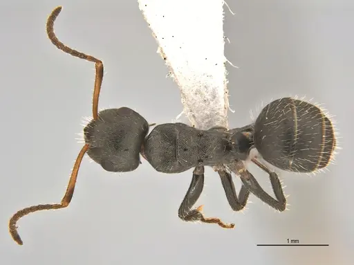 Camponotus propinquus specimen ANTWEB1053736 image antweb1053736_1