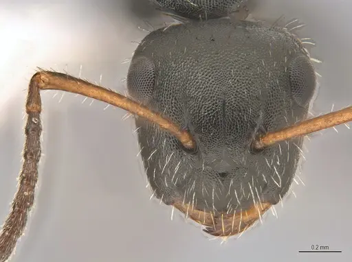 Camponotus propinquus specimen ANTWEB1053736 image antweb1053736_2