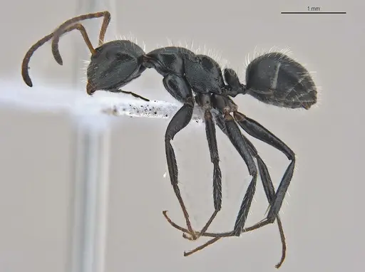 Camponotus propinquus specimen ANTWEB1053736 image antweb1053736_3
