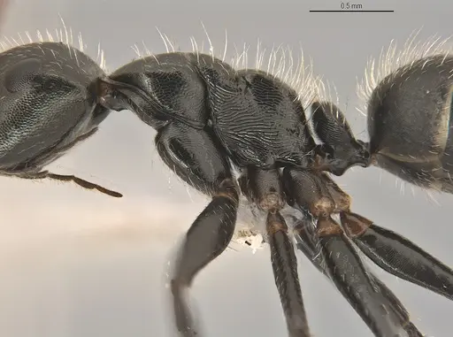 Camponotus propinquus specimen ANTWEB1053736 image antweb1053736_4