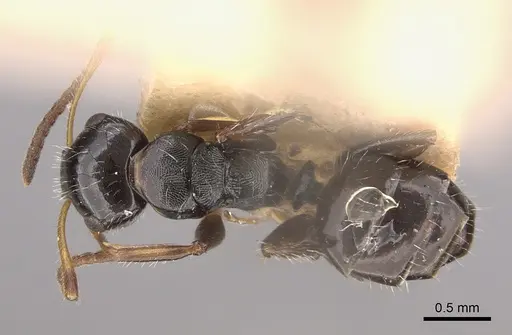 Camponotus propinquus specimen CASENT0217687 image casent0217687_1