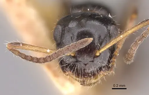 Camponotus propinquus specimen CASENT0217687 image casent0217687_2