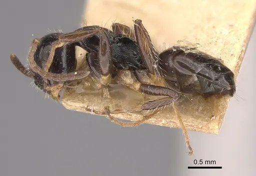 Camponotus propinquus specimen CASENT0217687 image casent0217687_3