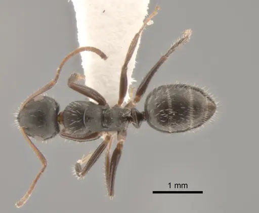 Camponotus propinquus specimen CASENT0862396 image casent0862396_1