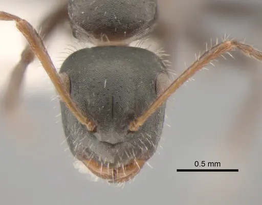 Camponotus propinquus specimen CASENT0862396 image casent0862396_2