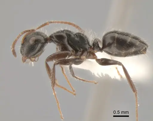 Camponotus propinquus specimen CASENT0862396 image casent0862396_3