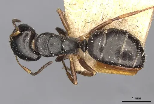 Camponotus propinquus specimen CASENT0910733 image casent0910733_1