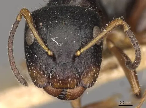 Camponotus propinquus specimen CASENT0910733 image casent0910733_2