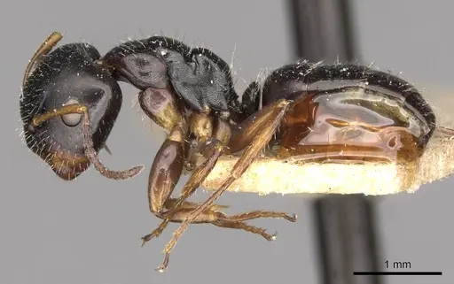 Camponotus propinquus specimen CASENT0910733 image casent0910733_3