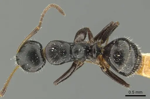 Camponotus propinquus specimen CASENT0915799 image casent0915799_1
