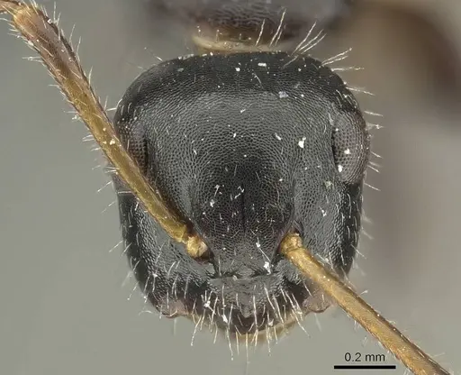 Camponotus propinquus specimen CASENT0915799 image casent0915799_2