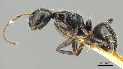 Camponotus propinquus specimen CASENT0915799 image casent0915799_3