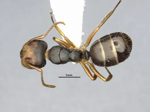 Camponotus propinquus specimen CASENT4032242 image casent4032242_1