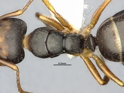 Camponotus propinquus specimen CASENT4032242 image casent4032242_2