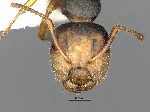 Camponotus propinquus specimen CASENT4032242 image casent4032242_3