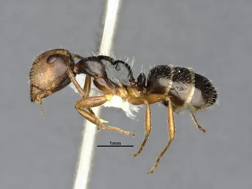 Camponotus propinquus specimen CASENT4032242 image casent4032242_4