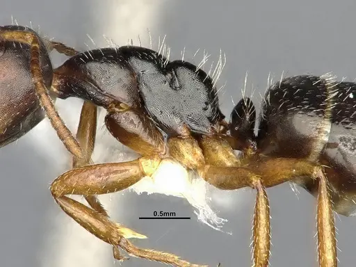 Camponotus propinquus specimen CASENT4032242 image casent4032242_5