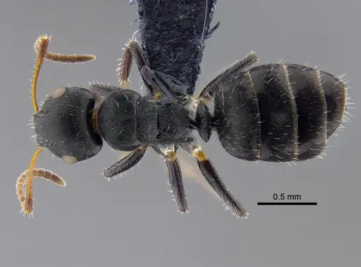 Camponotus propinquus specimen CBUMAGENT41779 image cbumagent41779_1