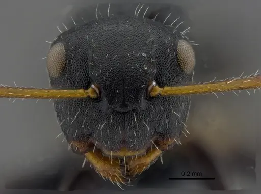 Camponotus propinquus specimen CBUMAGENT41779 image cbumagent41779_2