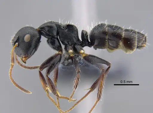 Camponotus propinquus specimen CBUMAGENT41779 image cbumagent41779_3